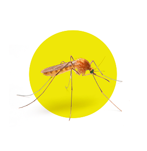 Mosquitoes in the Backyard