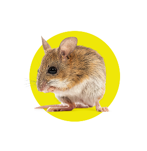 Mice in the Attic