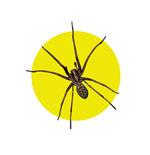 Spiders in the Attic