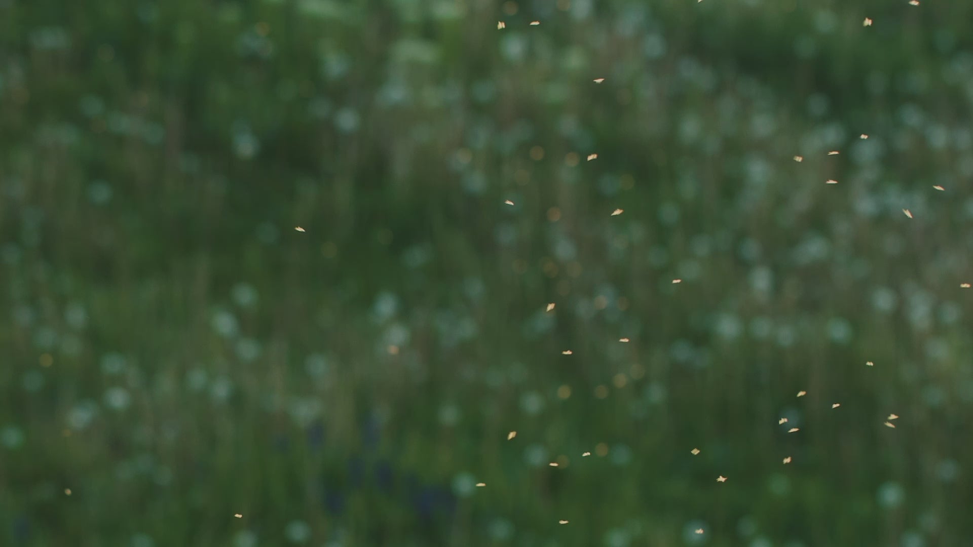 Premium Fly & Bug Ribbon Traps