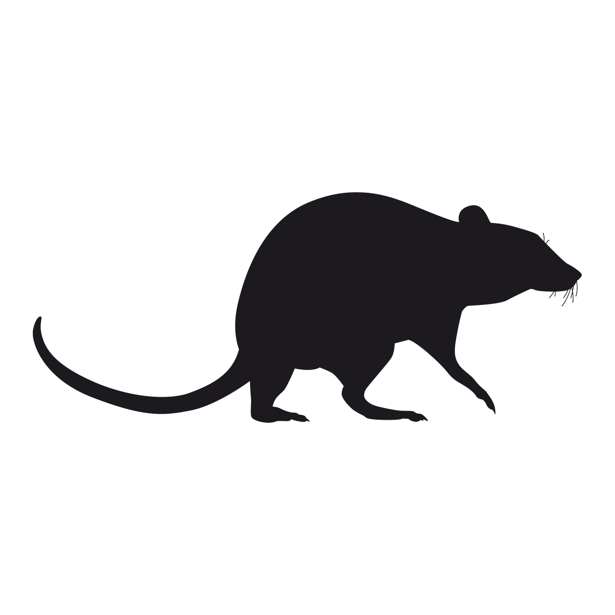 Black Rat Illustration for Pest Management