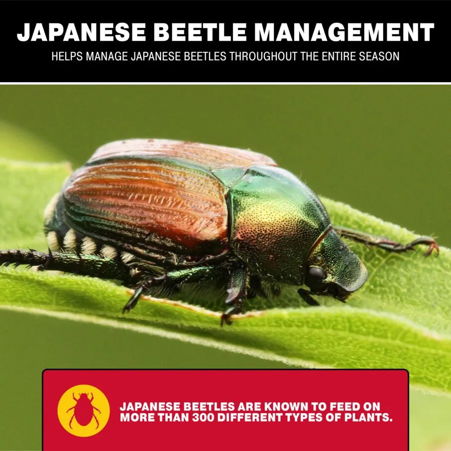 Trampas de bolsa para escarabajos japoneses