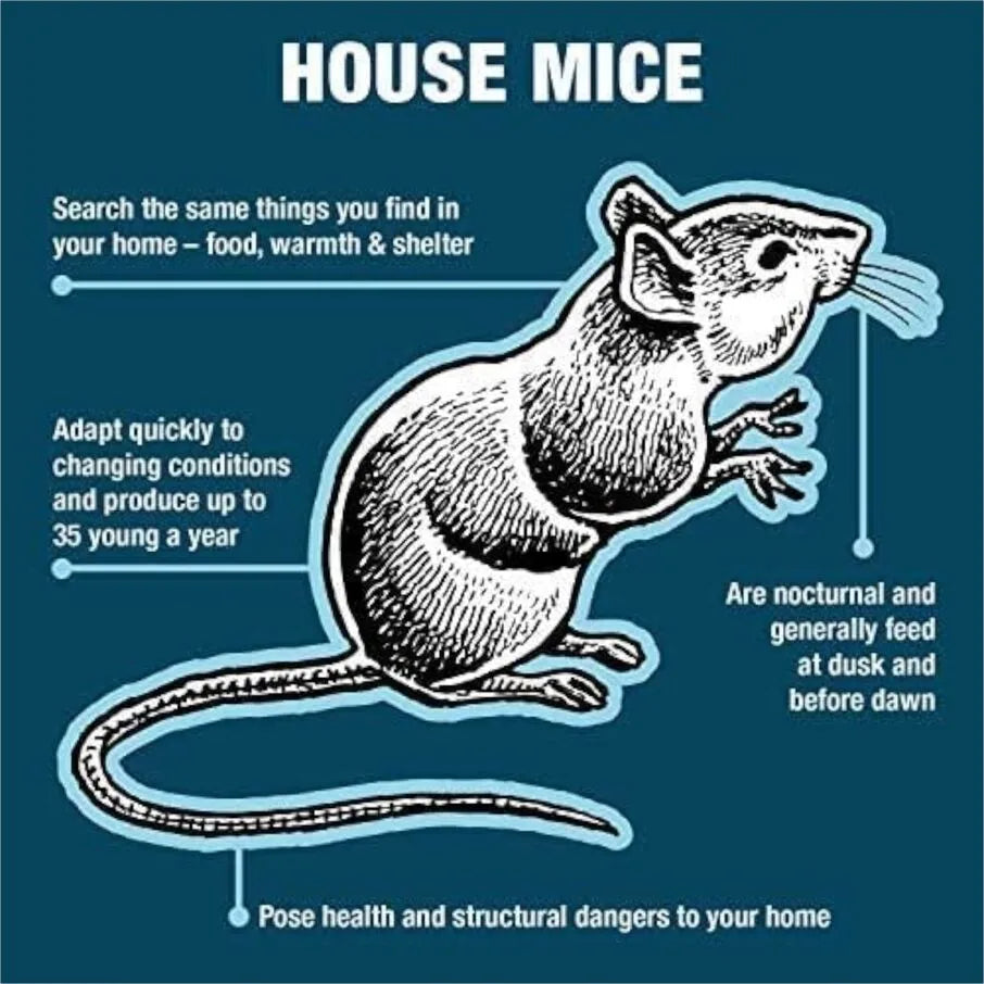 https://www.catchmaster.com/cdn/shop/products/Shopify_Product_Images-Mouse_Fun_Facts_2600x2600_fa3b78aa-4f3c-4dd3-9d30-98db46c1f332.webp?v=1702323386&width=1445