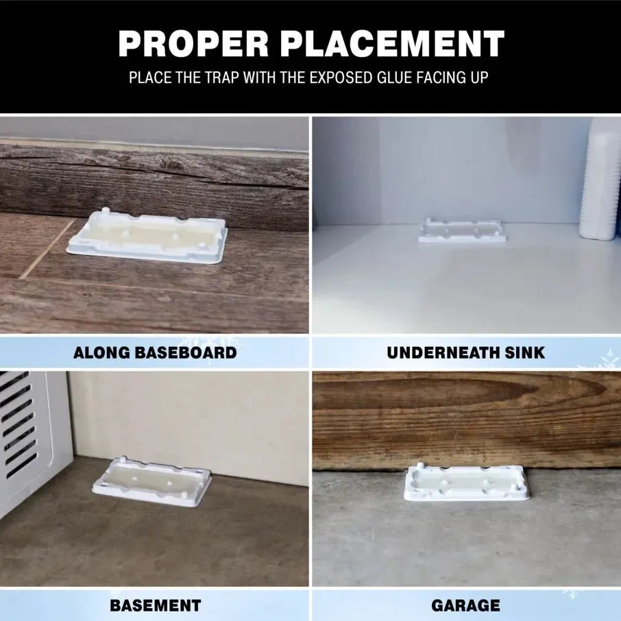 Cold Weather Mouse Rodent Insect Glue Tray Placement