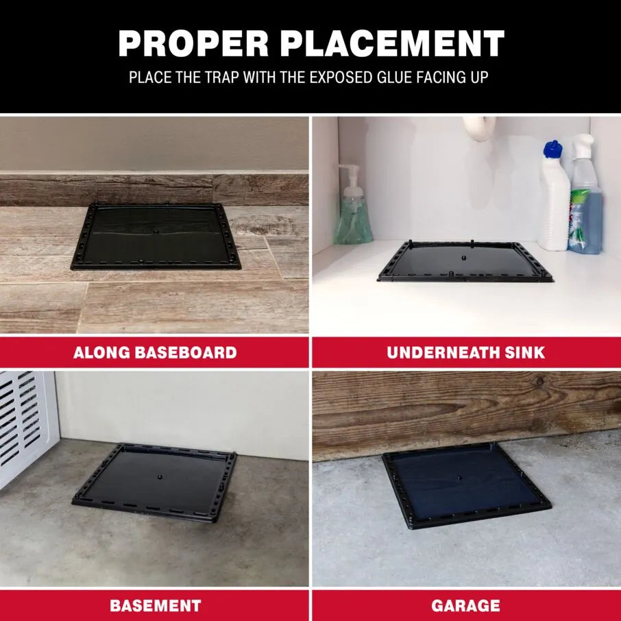 Jambobrat Raps Jumbo Glue Traps for Large Rodents and Other Pests